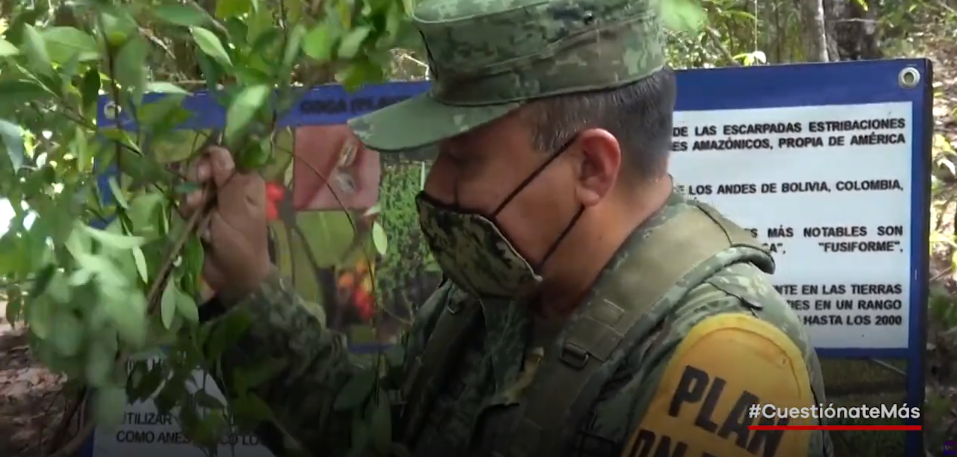 VIDEO: Decomisa SEDENA 4 hectáreas de plantíos de coca en sierra de Atoyac