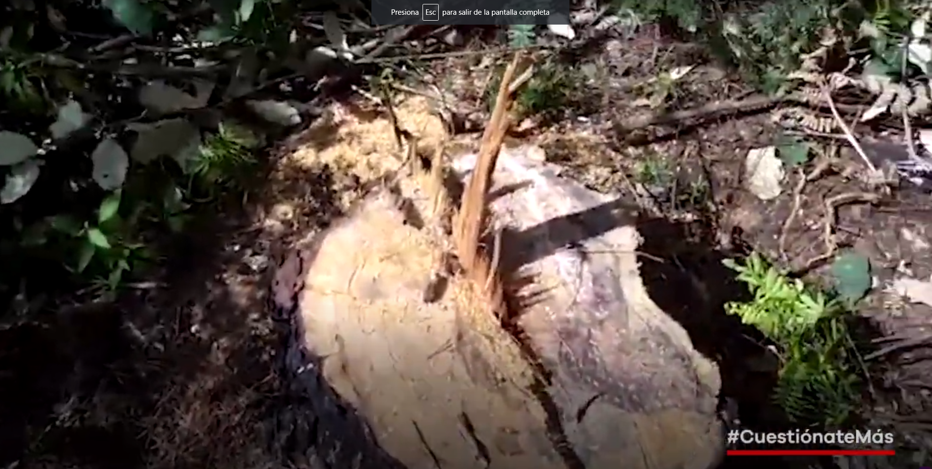 VIDEO: Habitantes de Tixtlancingo denuncian tala clandestina de árboles; acusan a comisariados ejidales