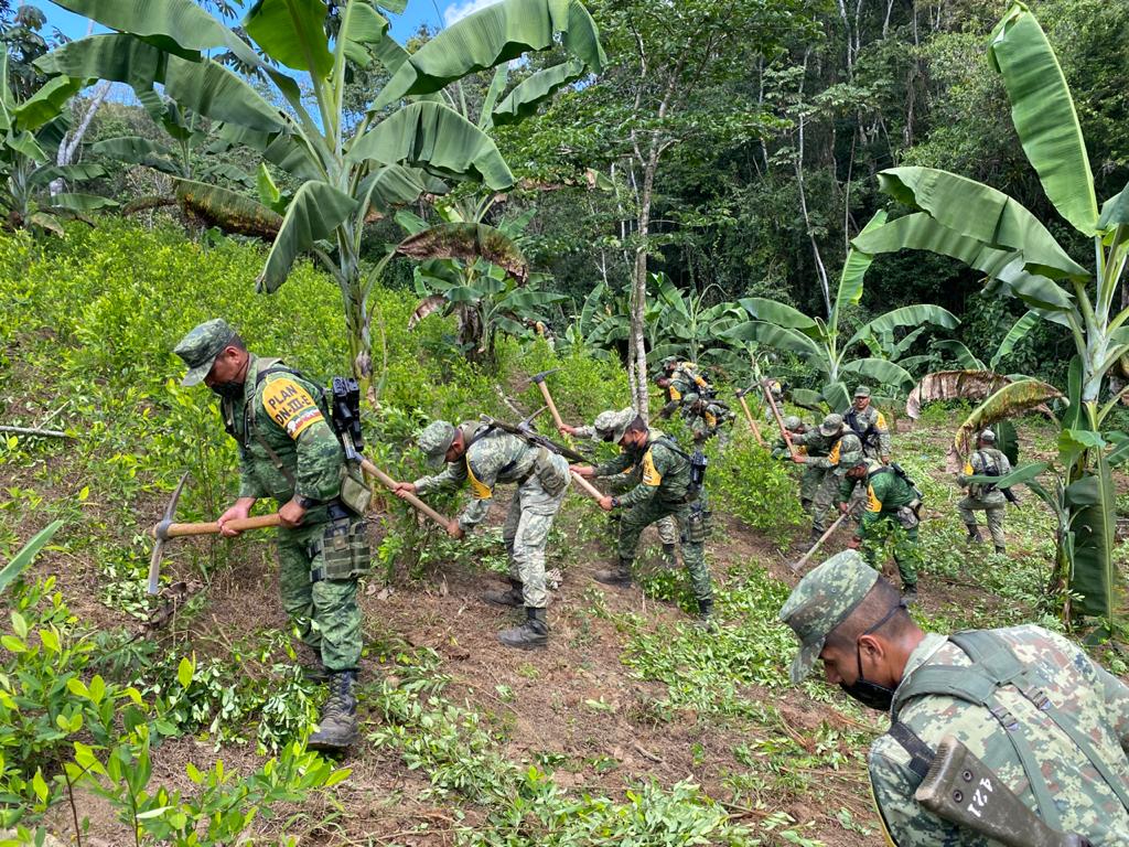 Decomisa SEDENA cuatro hectáreas de plantíos de hoja de coca en sierra de Atoyac