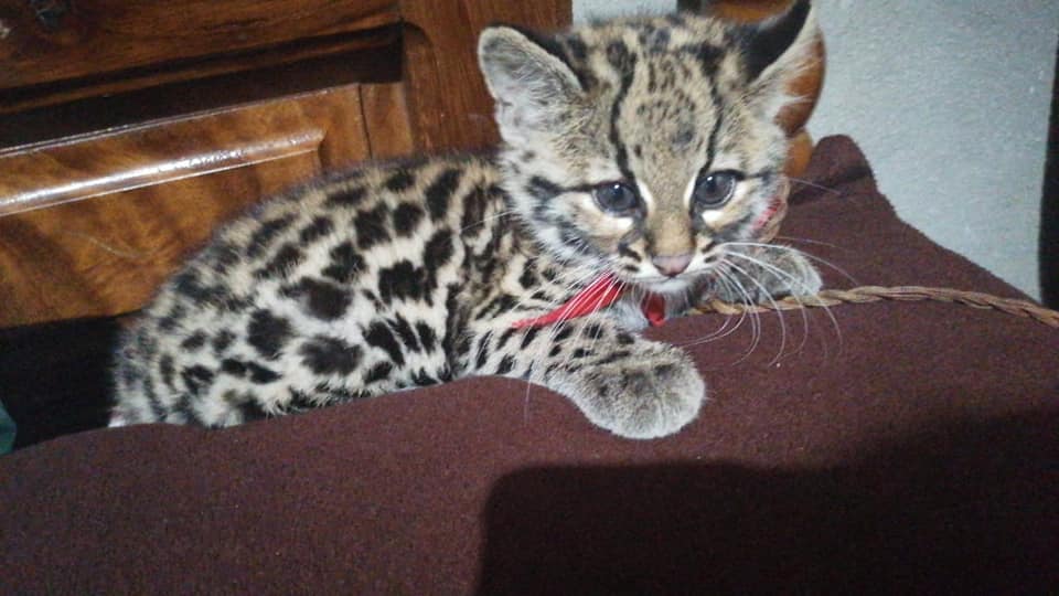 Rescatan ambientalistas a un tigrillo en la sierra de Atoyac de Álvarez