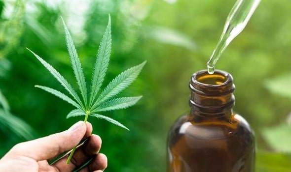 Conoce los beneficios medicinales de la marihuana