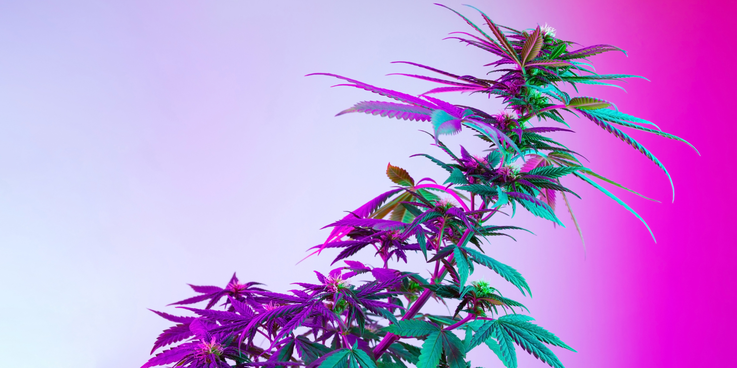 420: Una crónica media pacheca