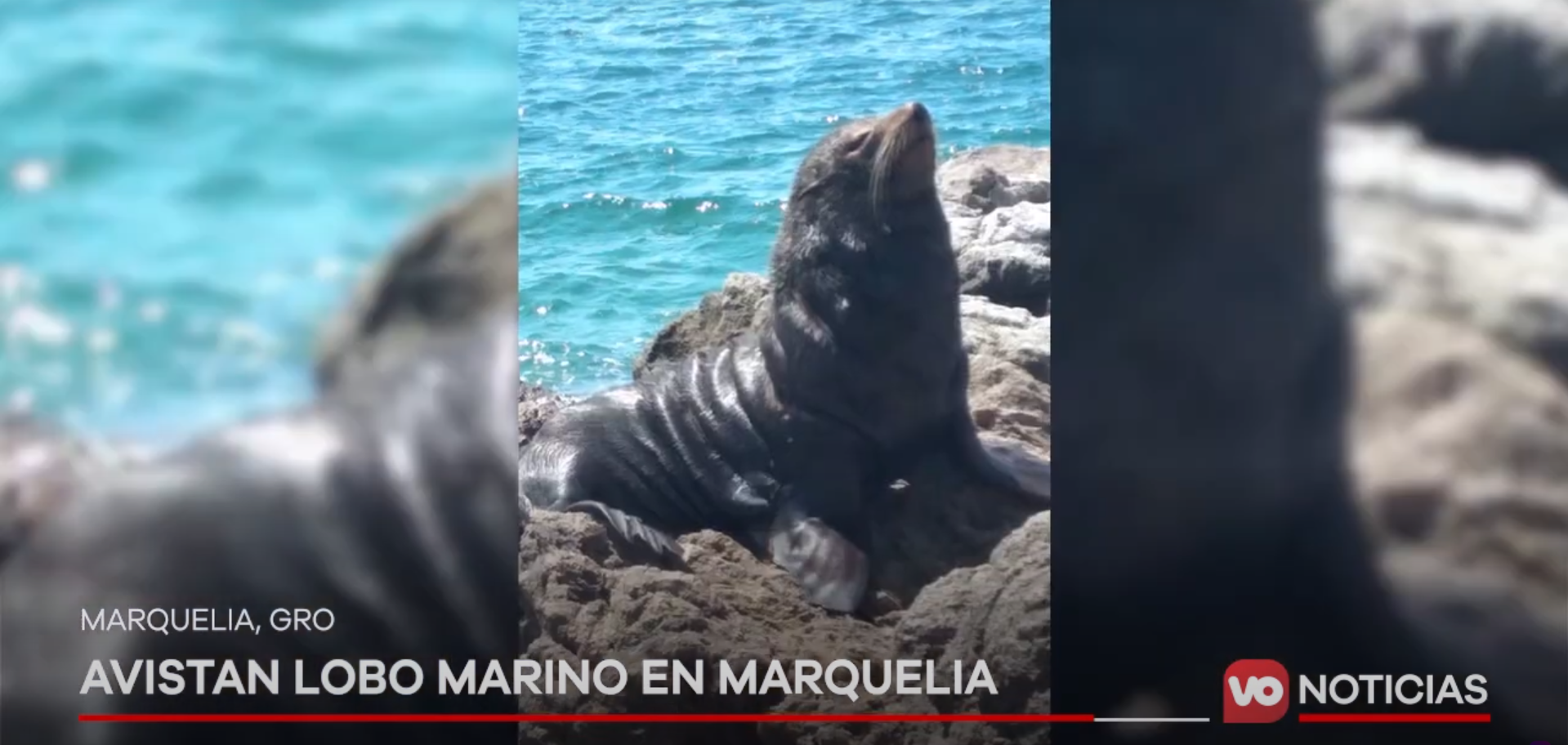 VIDEO: Avistan lobo marino en Marquelia