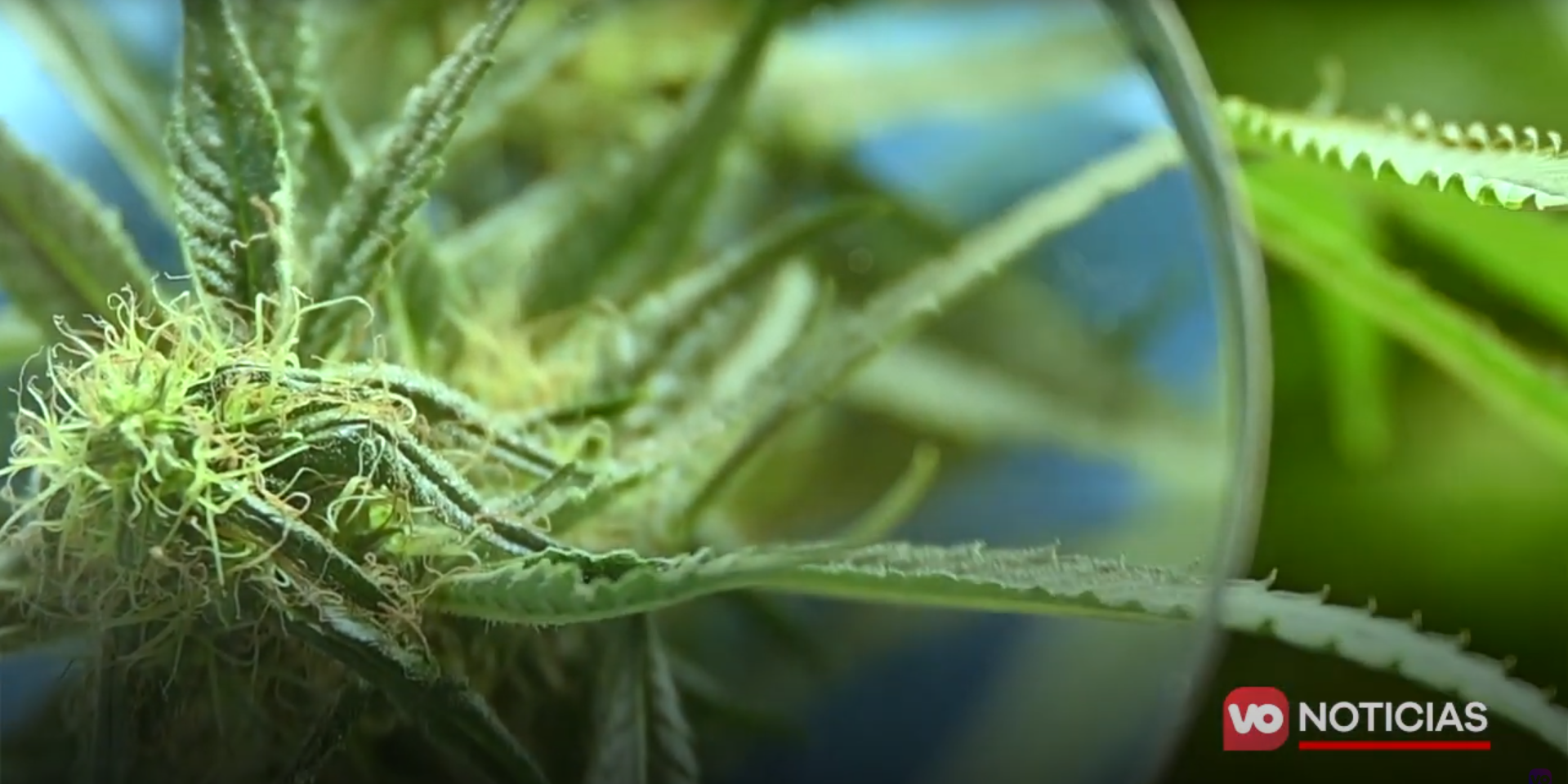 VIDEO: ¿Qué incluye la iniciativa para la despenalización de la marihuana lúdica?