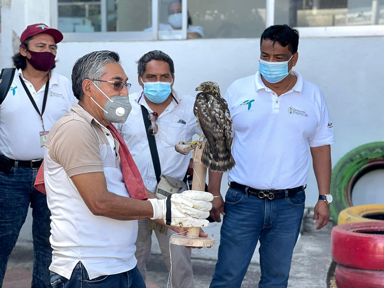 Liberan PROFEPA y Ecología Municipal a gavilán rescatado