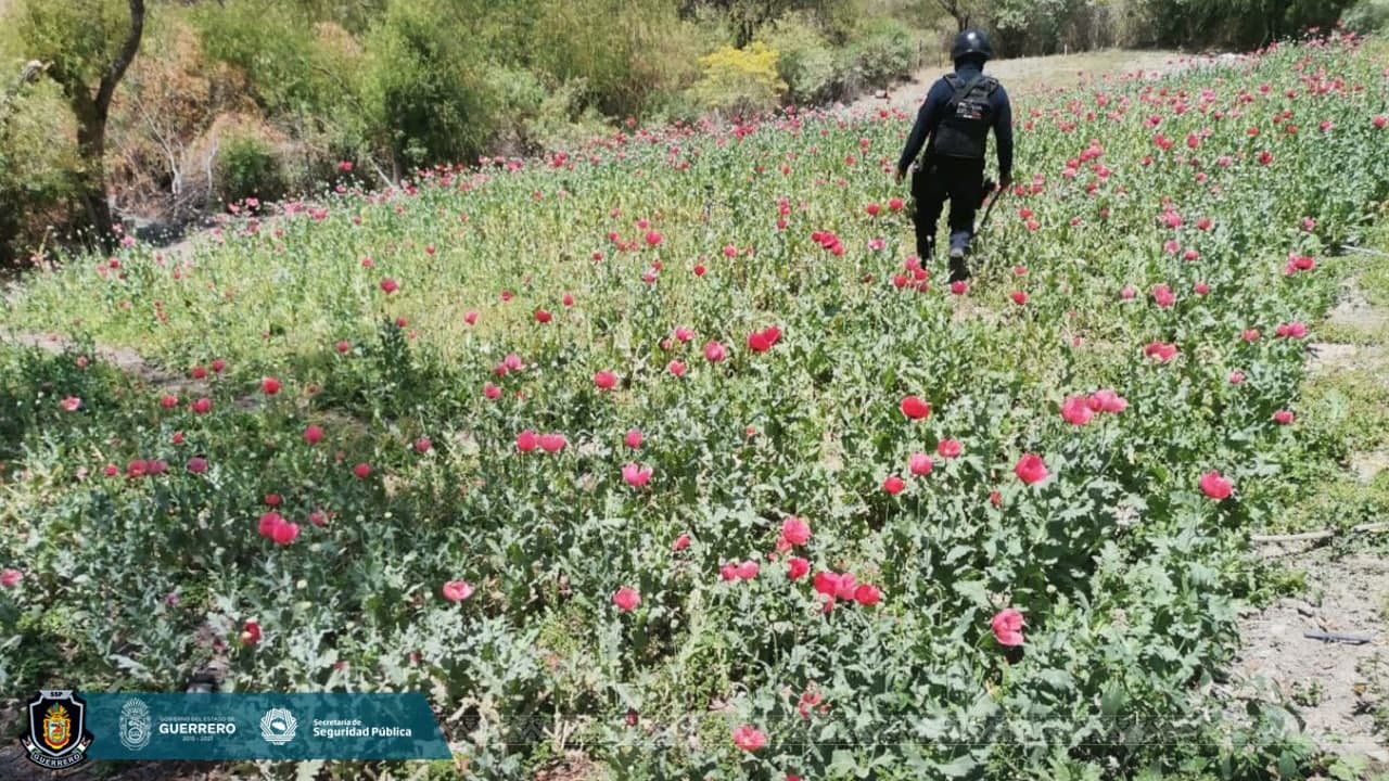 Destruyen un plantío de amapola en Alcozauca