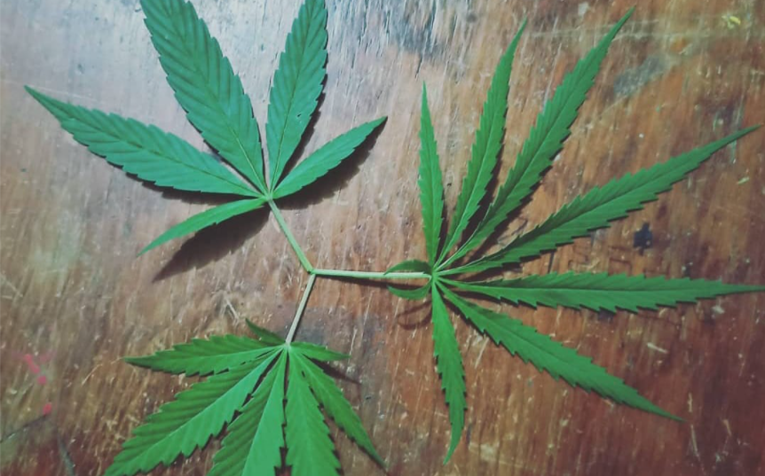 Avanza la legislación que permitirá el consumo lúdico y medicinal de cannabis en México