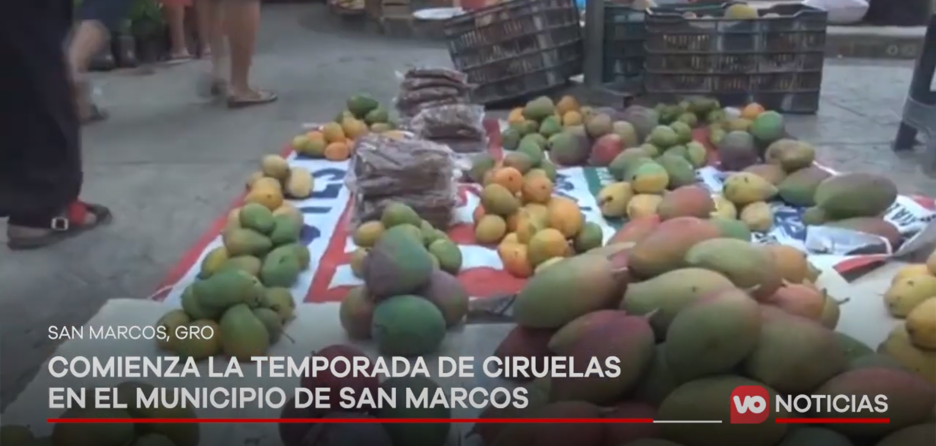 VIDEO: Comienza la temporada de ciruelas en el municipio de San Marcos