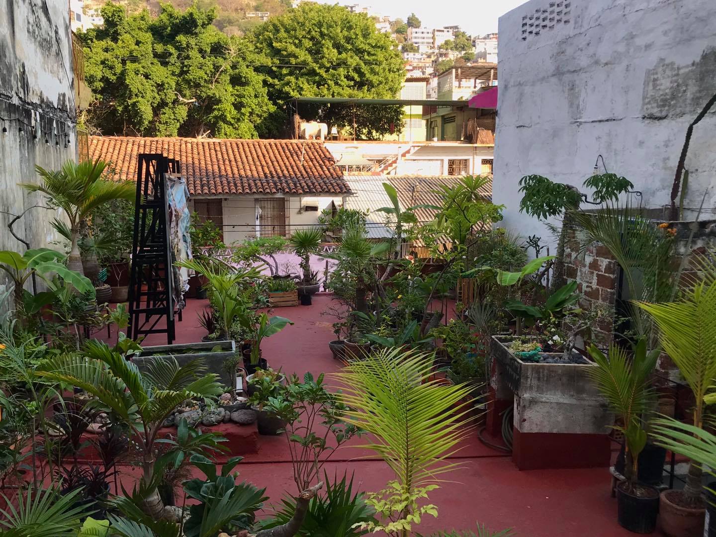 Celebran acapulqueños el Día Mundial del Libro con lectura continua de Pedro Páramo