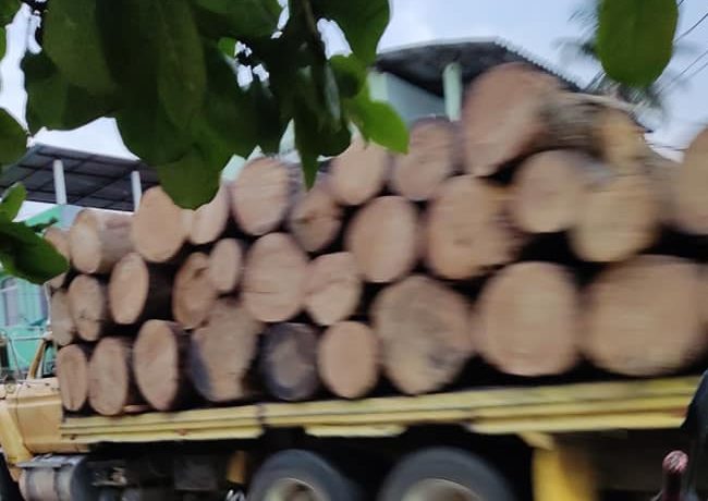 VIDEO: Denuncian presunta tala de árboles clandestina en sierra de Atoyac