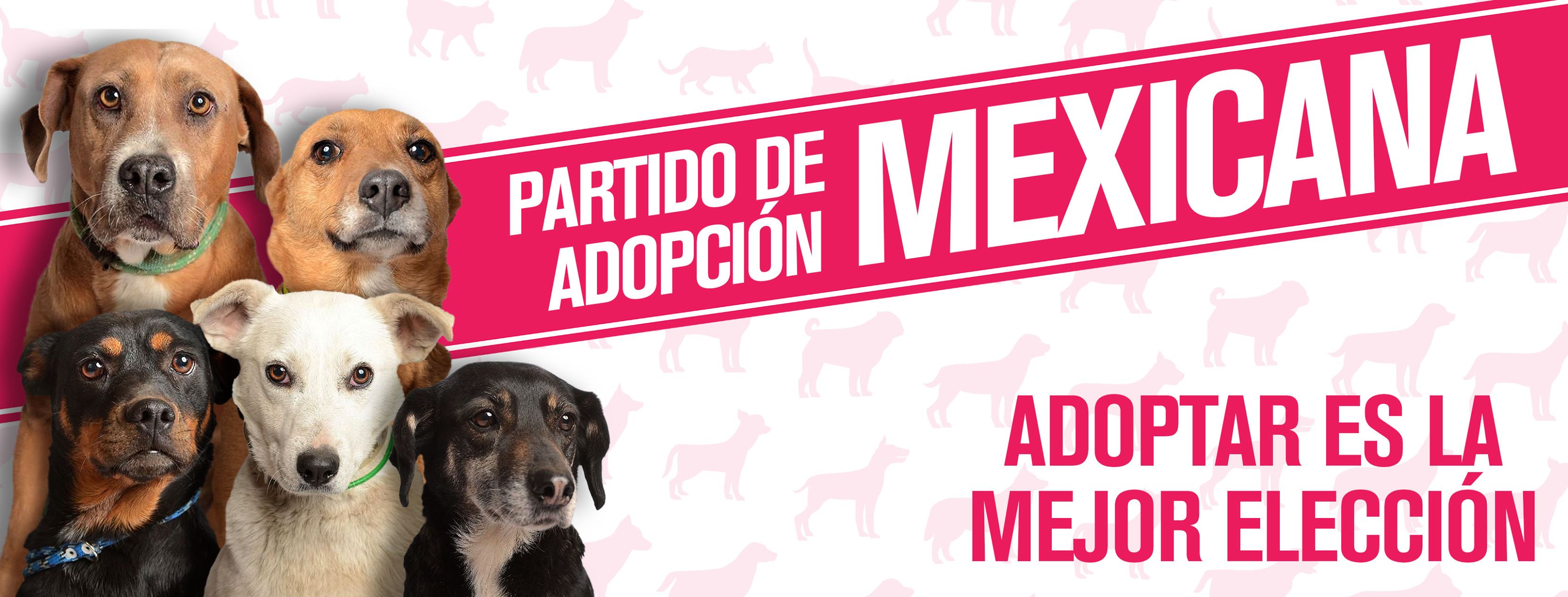 PAM, el partido que tiene a perritos como candidatos