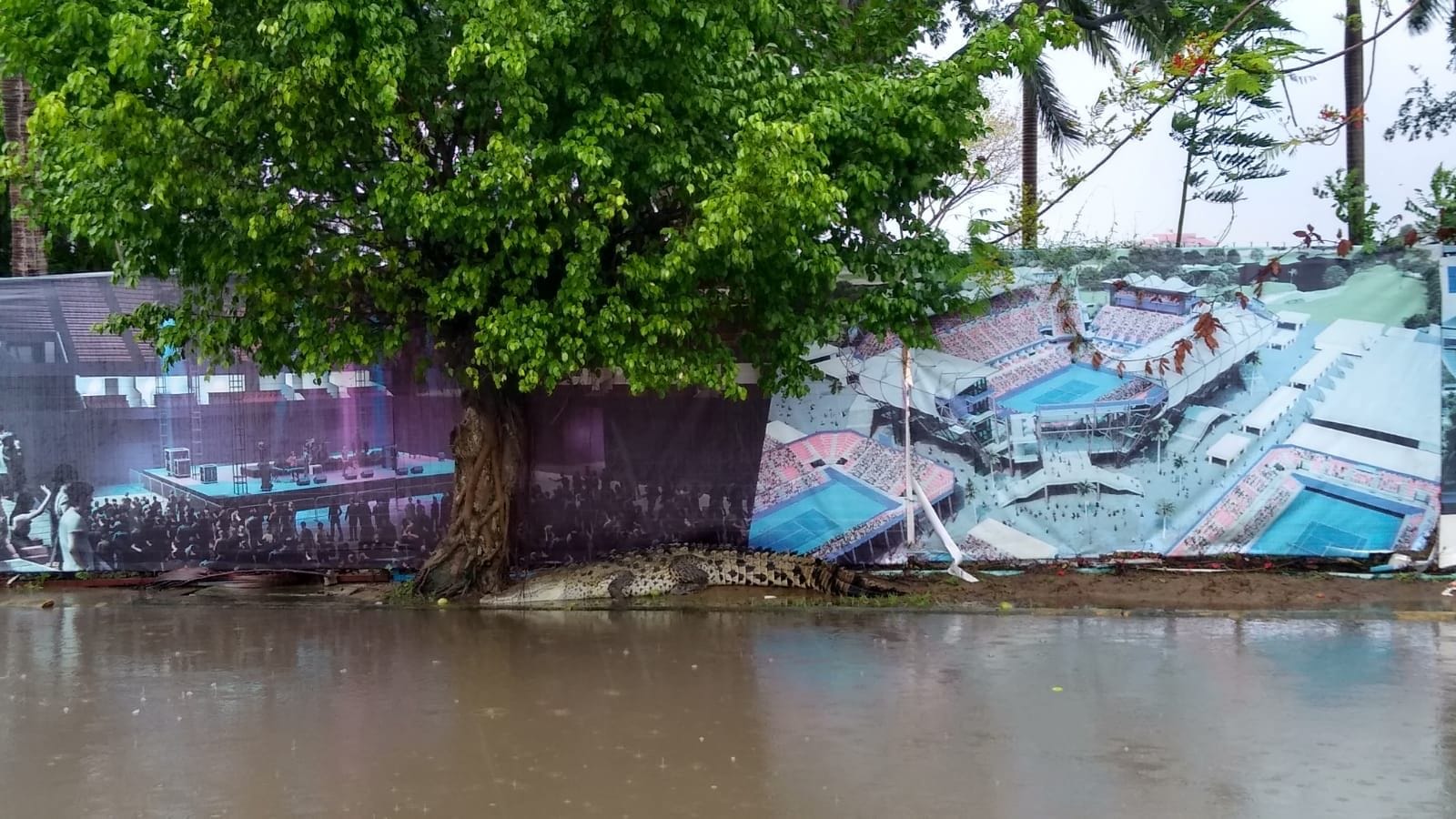 Capturan a un cocodrilo sobre acceso a Revolcadero en Acapulco