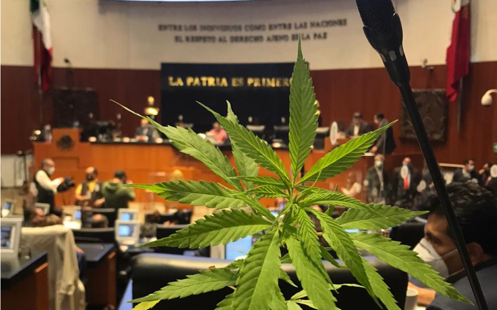 Aprueba la SCJN uso lúdico del Cannabis en México