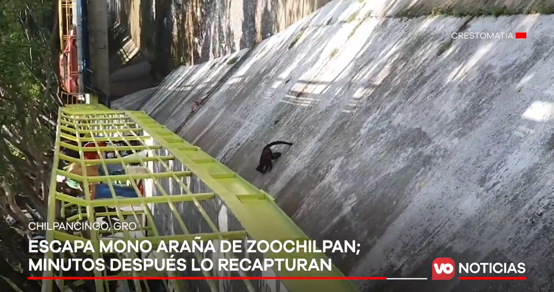VIDEO: Escapa mono araña de Zoochilpan; minutos después lo recapturan
