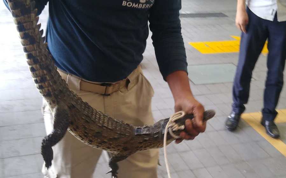 Capturan a un cocodrilo en agencia de autos en Acapulco