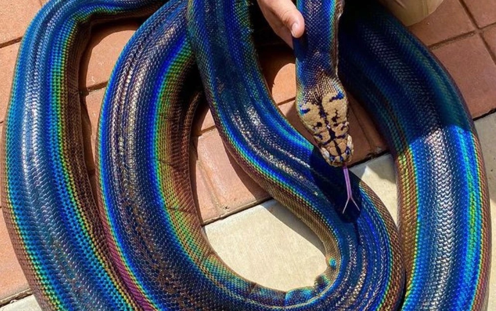Serpiente multicolor se vuelve la sensación en internet
