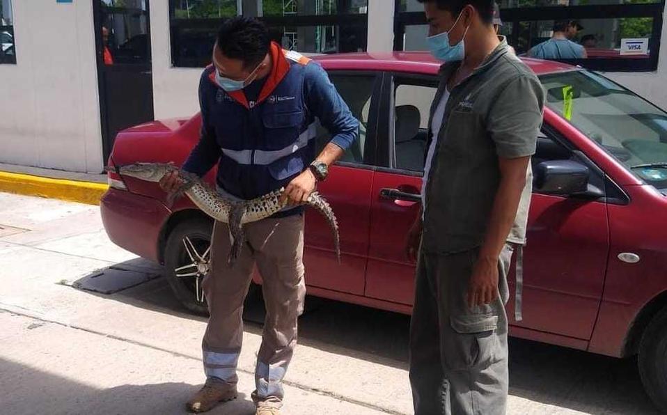 Capturan a otro cocodrilo en gasolinera de Acapulco
