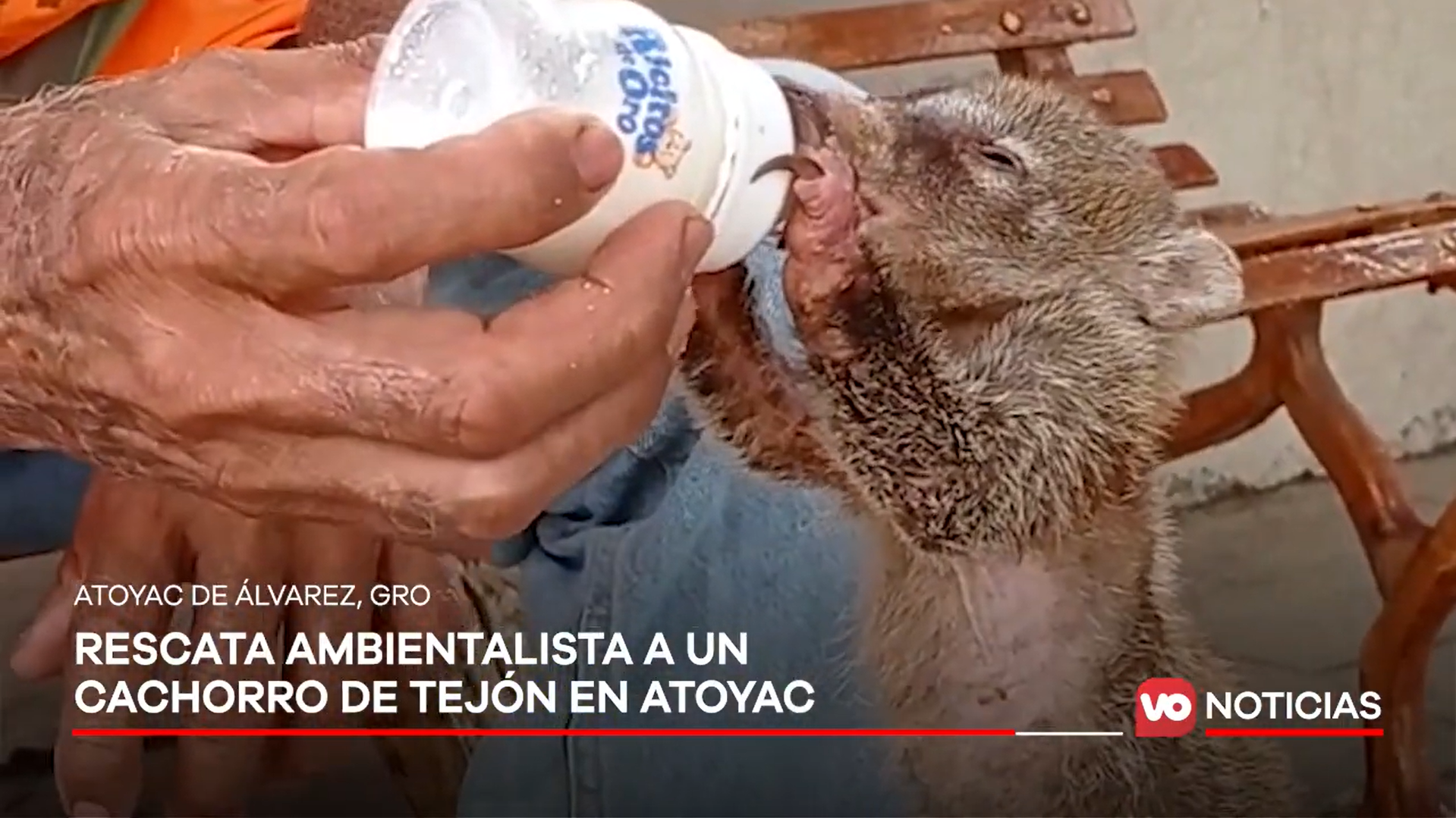 VIDEO: Rescata ambientalista a un cachorro de tejón en Atoyac