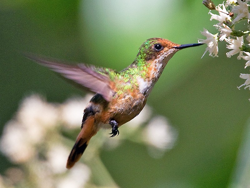 Coqueta de Atoyac: una especie endémica de Atoyac de Álvarez