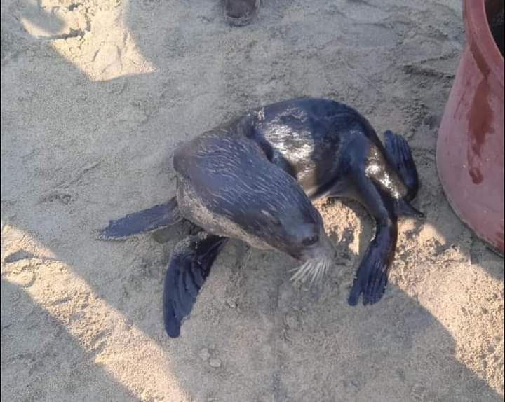 Rescatan a lobo marino y lo trasladan a Acapulco