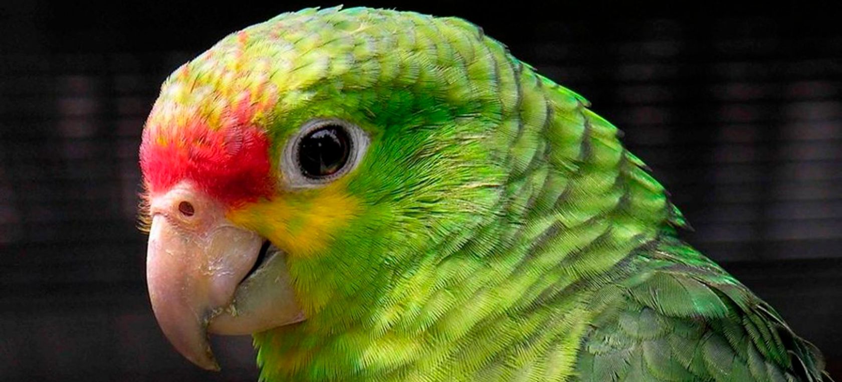 Un loro hizo esperar a Testigos de Jehová por media hora; les gritaba “Ahí voy”