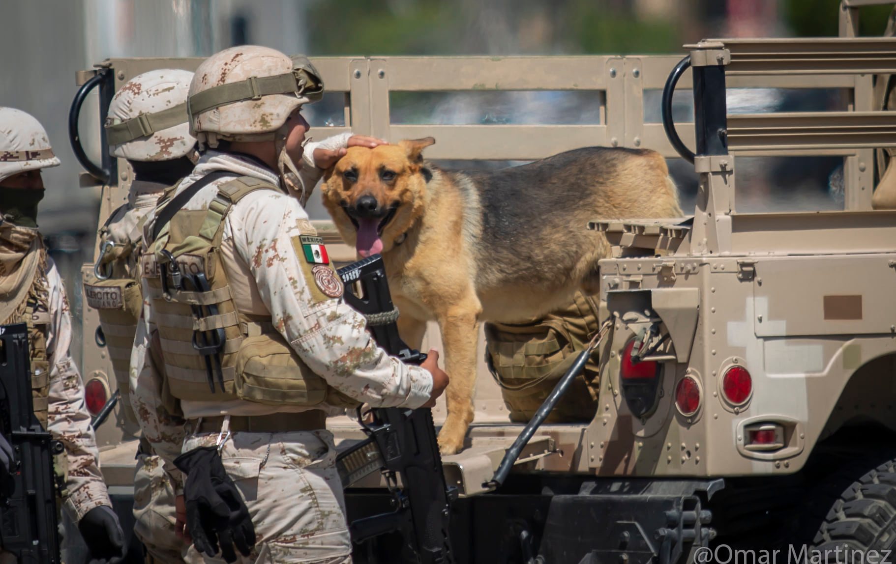 Soldados rescatan y adoptan a «narcoperrito» en Tijuana