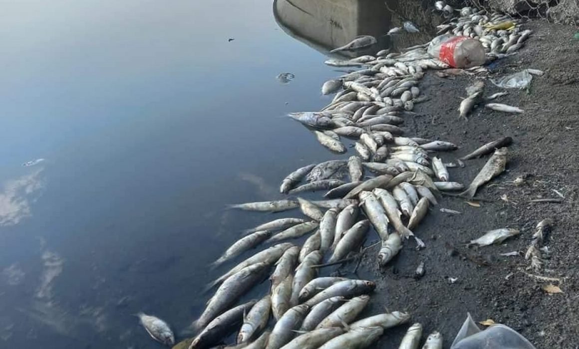 Secretaría de Salud Guerrero atiende reporte de muerte de peces en presa de Ajuchitán