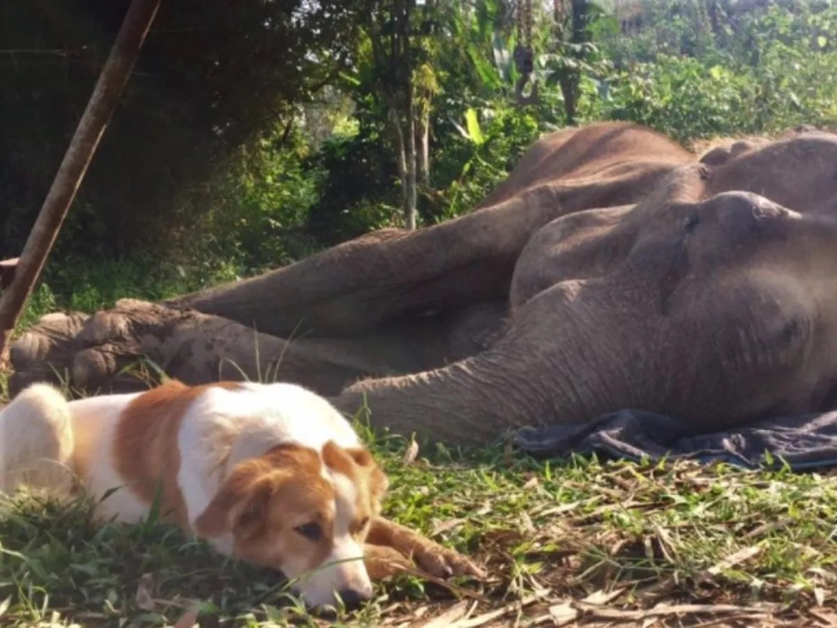Perrita se niega a dejar sola a su amiga elefanta que está a punto de morir