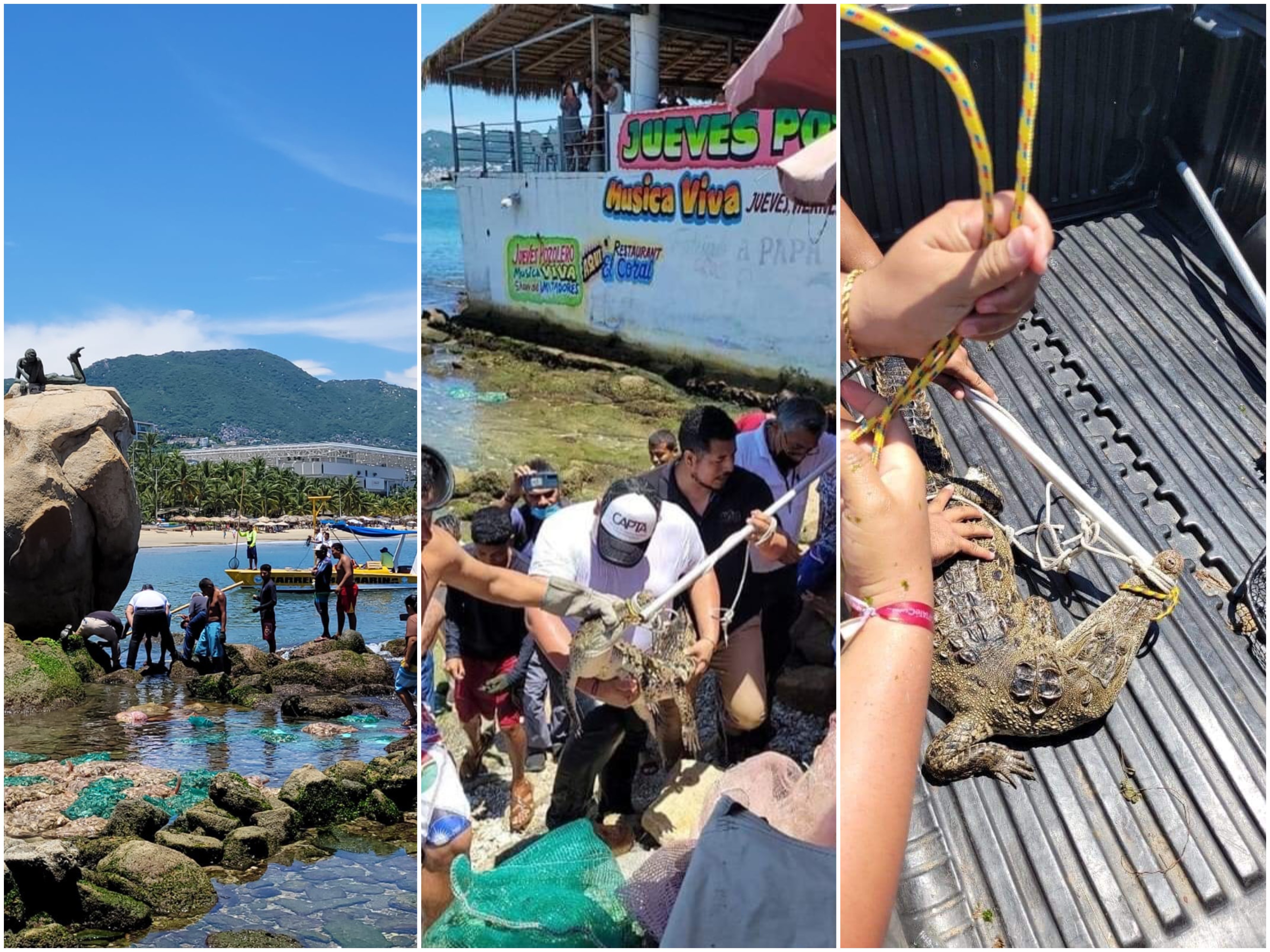 Capturan a cocodrilo en playas de Acapulco; mordió a trabajadores de Protección Civil