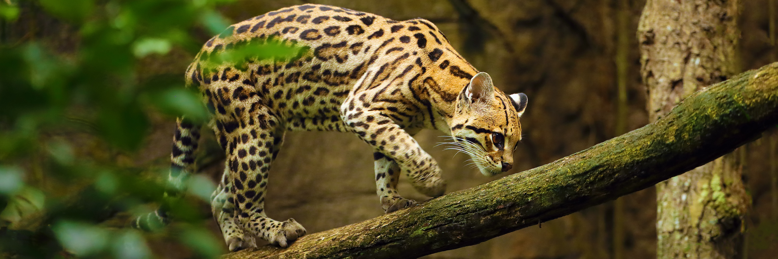 Liberan a ocelote en la sierra de Tecpan; lo capturaron hace 3 semanas