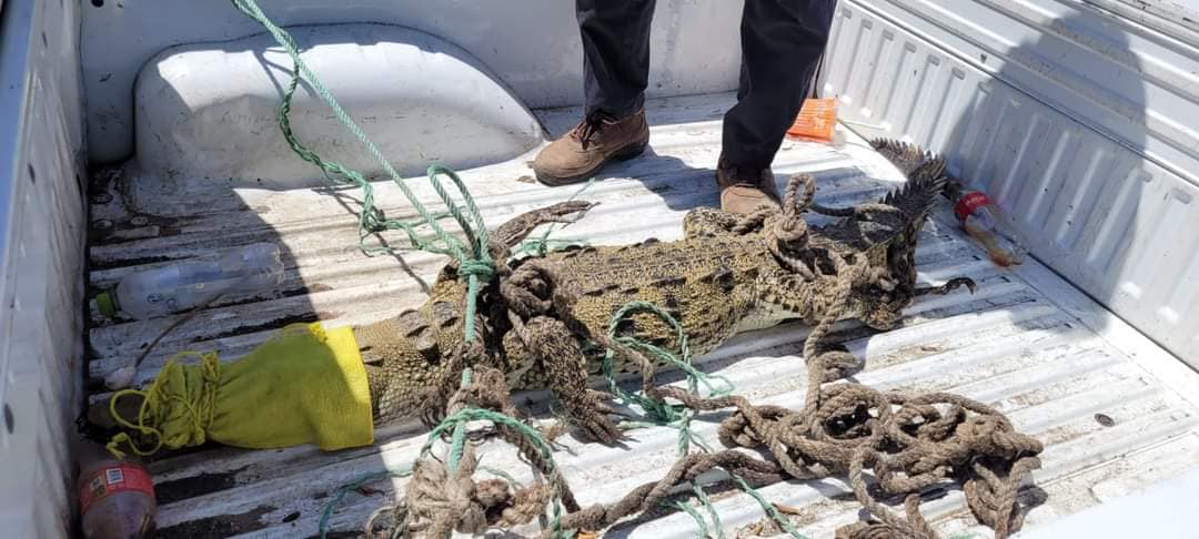 Capturan y resguardan a otro cocodrilo que nadaba en playas de Acapulco