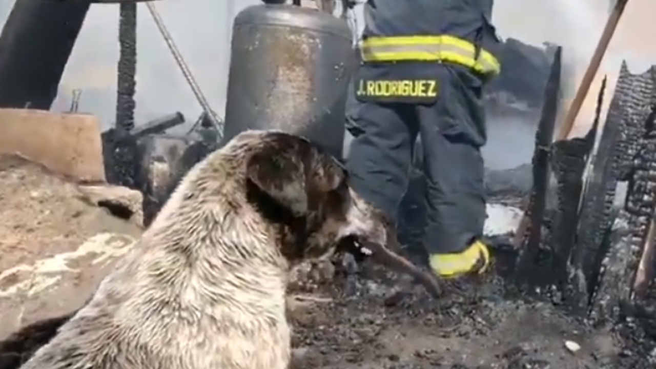 Muere un hombre al incendiarse su casa en Acapulco; sus perritos no lo abandonan