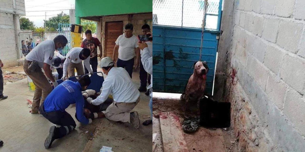 Pitbull casi arranca brazo de ladrón que se metió a su casa en Chiapas