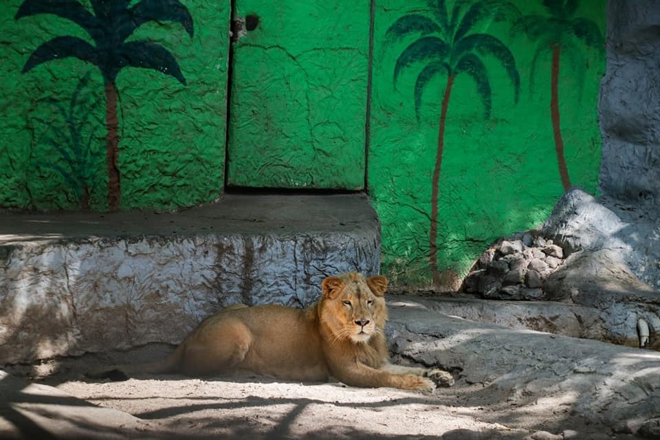 Presentan a «Michi» en Zoochilpan; estaba en cautiverio bajo el resguardo de una familia