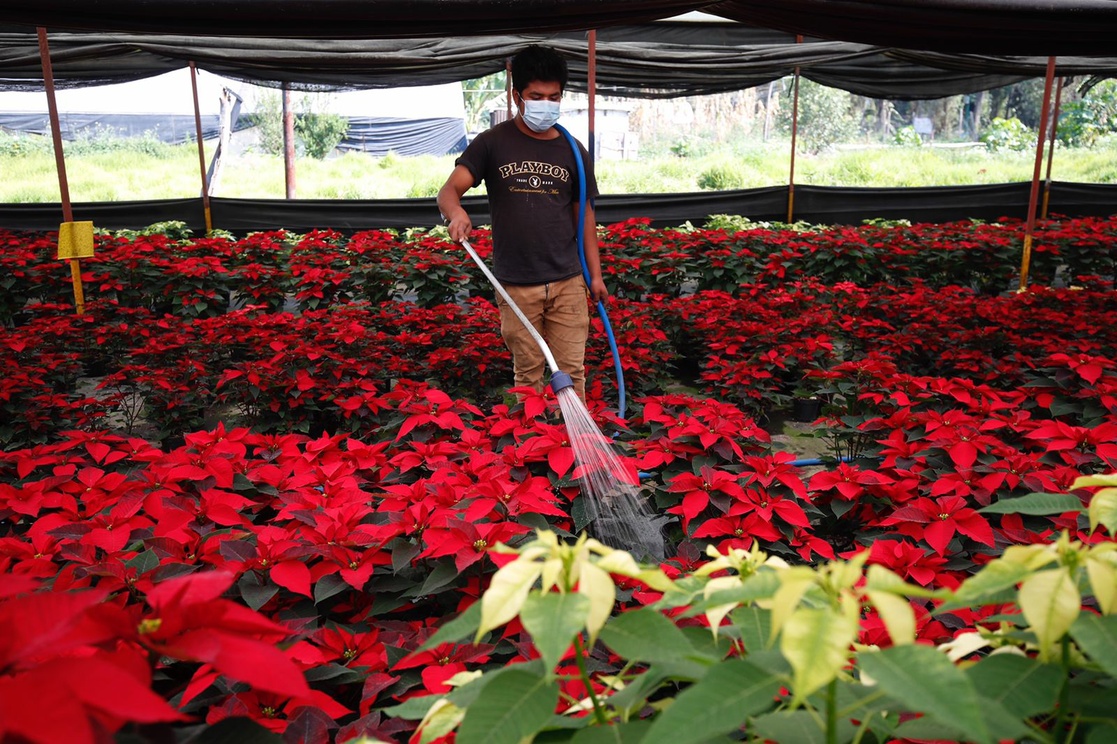 Alistan productores cosecha de flor de Nochebuena para las fiestas decembrinas