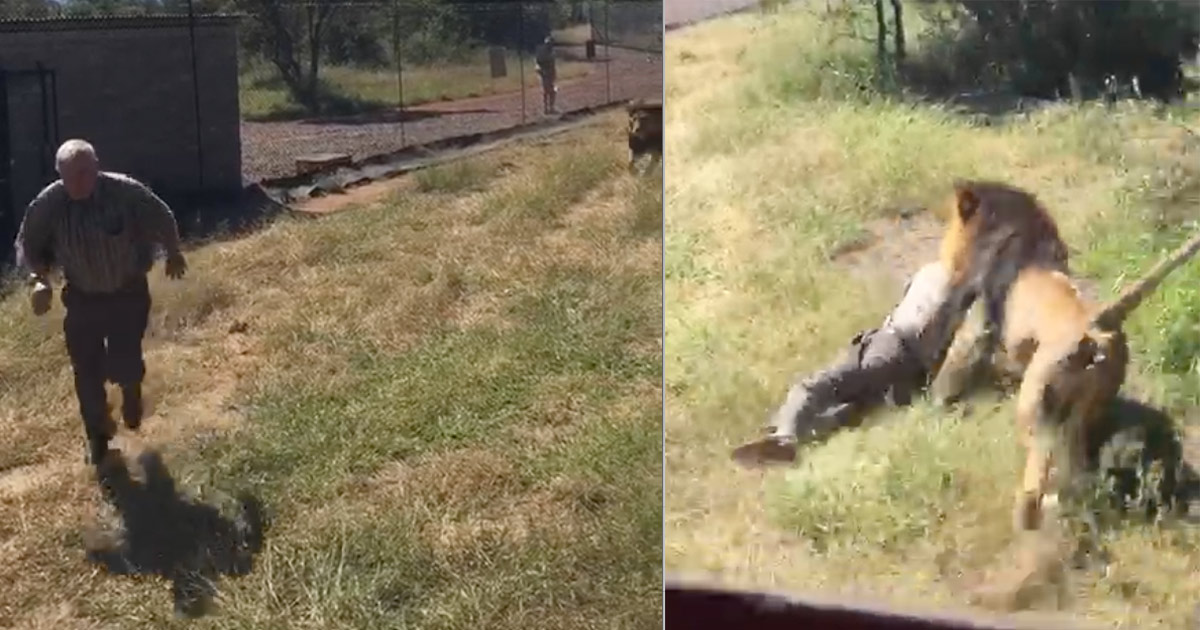 VIDEO: León ataca a hombre y lo arrastra varios metros; se vuelve viral en internet