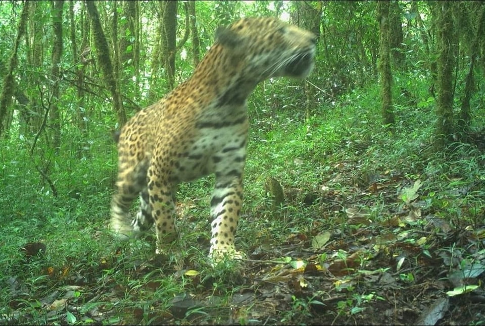 La SEMAREN Guerrero continúa con el monitoreo del jaguar para conservar la especie