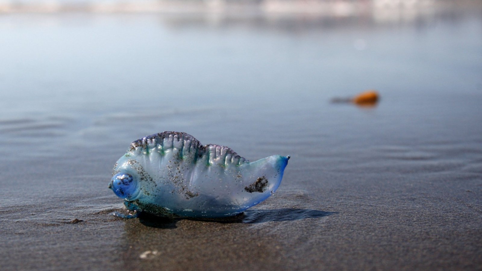 Piden en Acapulco tomar precauciones ante presencia de “Fragata Portuguesa”