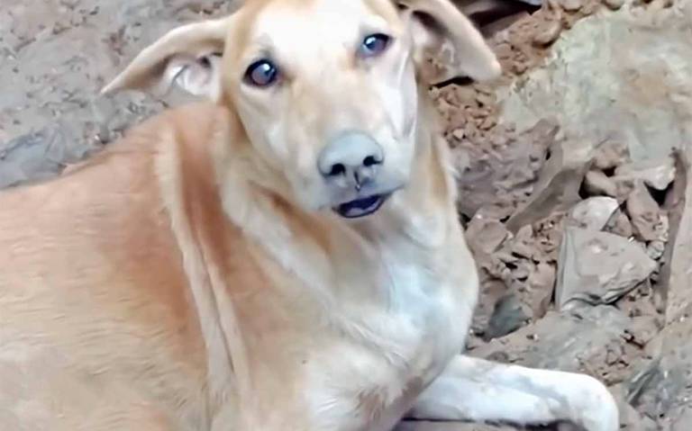 Perrita rescata a sus cachorros entre los escombros, en Turquía