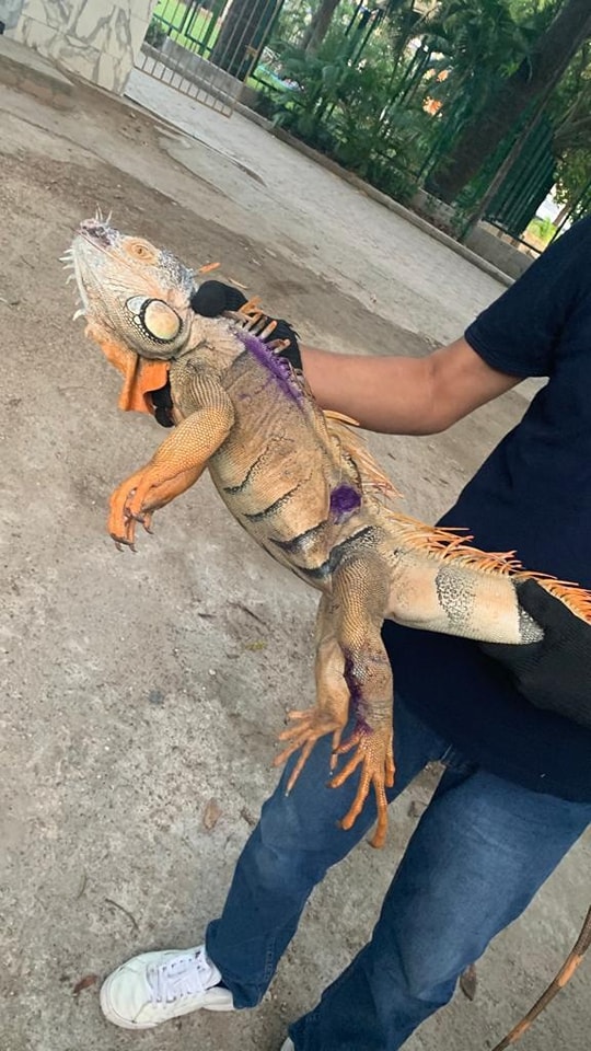 Parque Papagayo realiza labores de rescate y liberación de fauna, en Acapulco