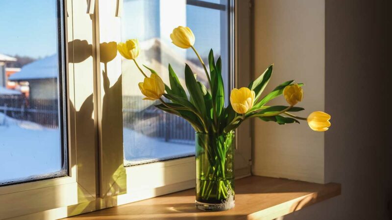 Las personas piden que les regalen estas flores en conmemoración del inicio de la estación, la tendencia se debe a la telenovela Floricienta