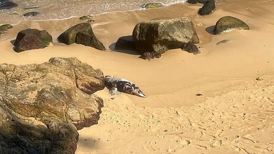 Encuentran a un delfín muerto, en playa La Angosta Acapulco