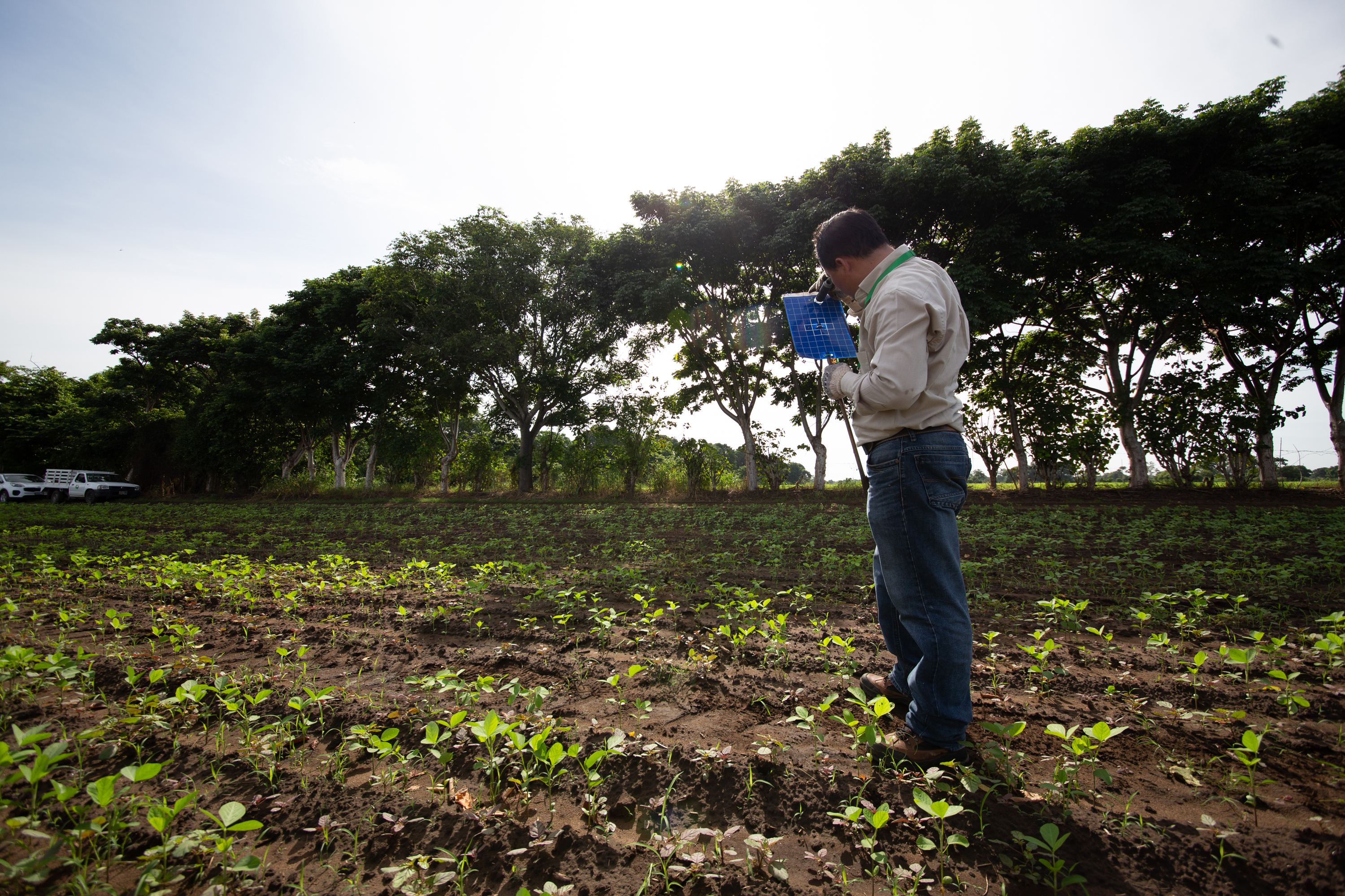 Identifican plagas cuaternarias en sierra cafetalera de Atoyac