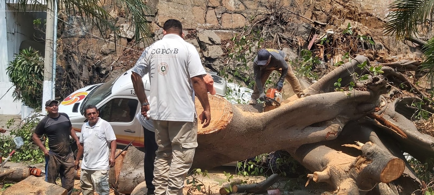 Protección Civil retira árbol caído en Av. Costera Miguel Alemán, Acapulco