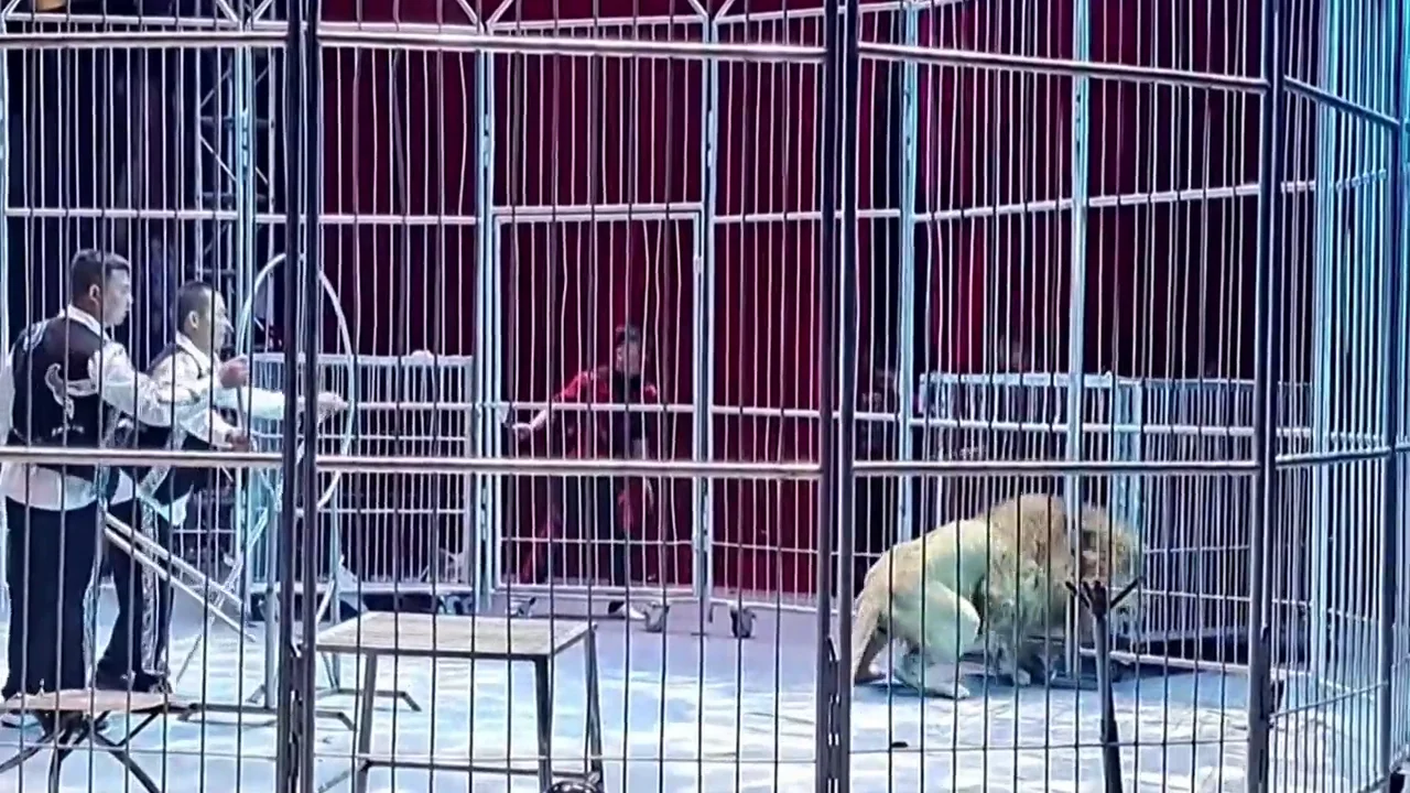 Dos leones se escapan de su jaula en un circo en China