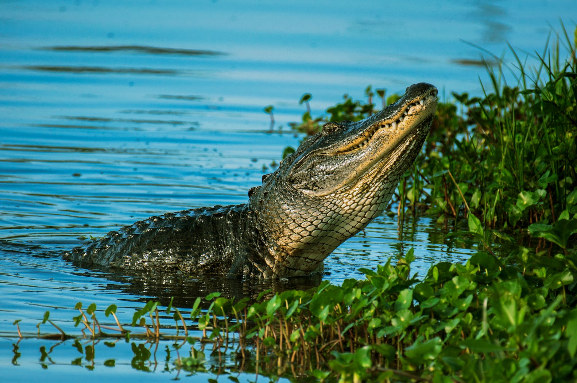 Cocodrilo ataca a pescador en Coyuca de Benítez