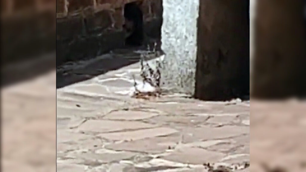 Video viral de TikTok muestra misterioso fantasma de un niño en panteón de Jalisco