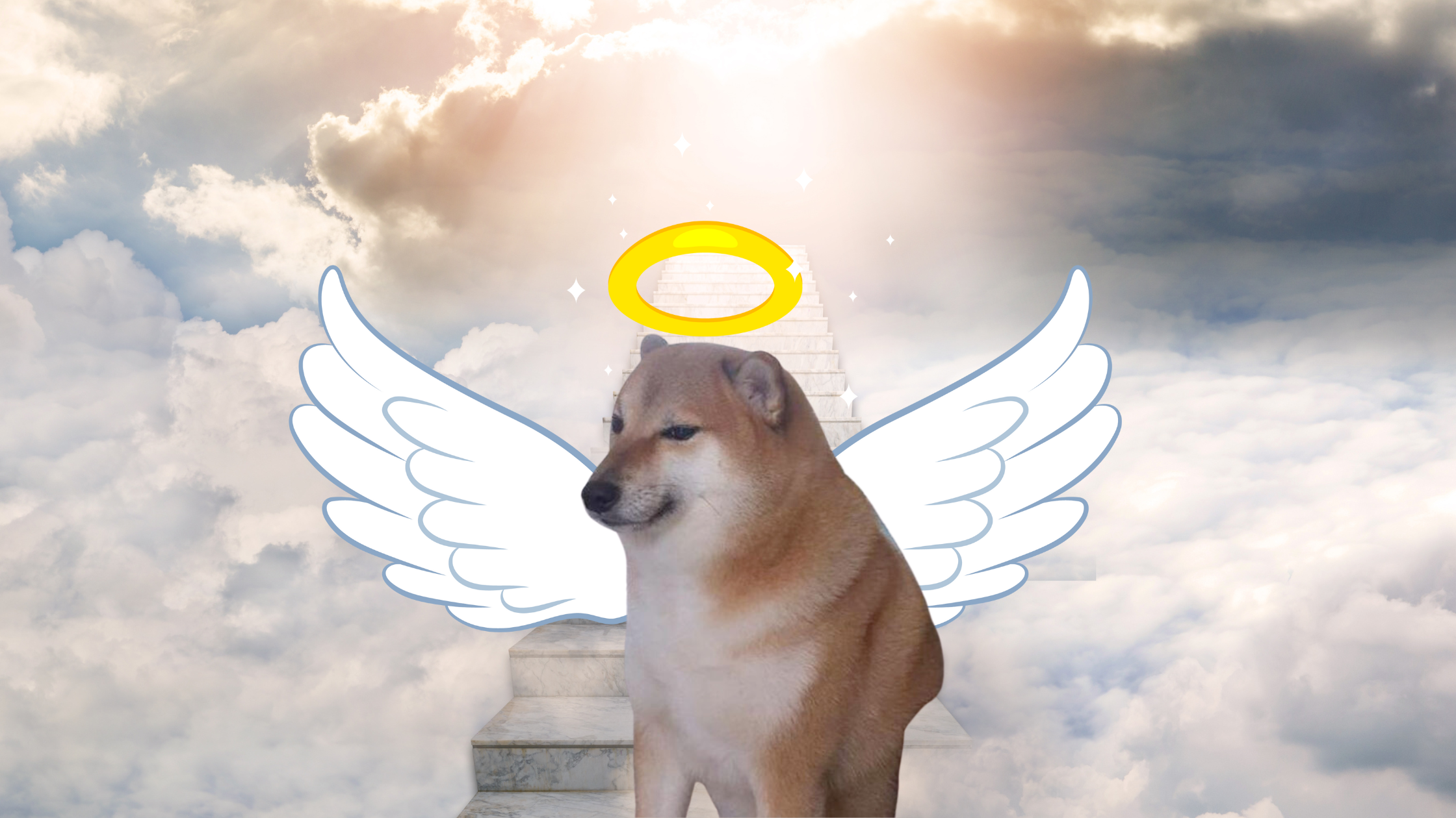 Murió Cheems, el perrito más famoso del internet