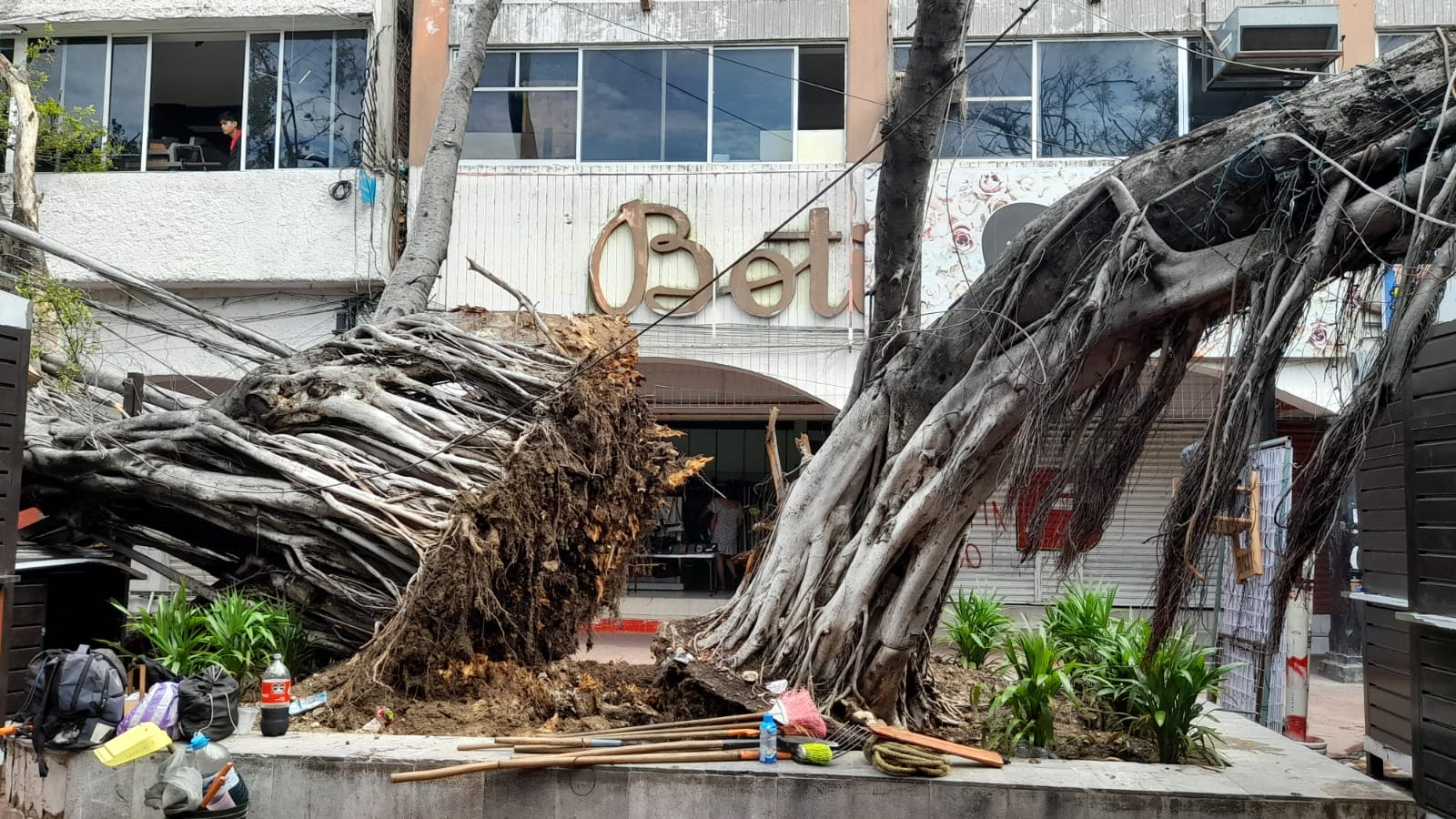 Fuertes Vientos y Lluvias Producen Estragos en Árboles del Zócalo