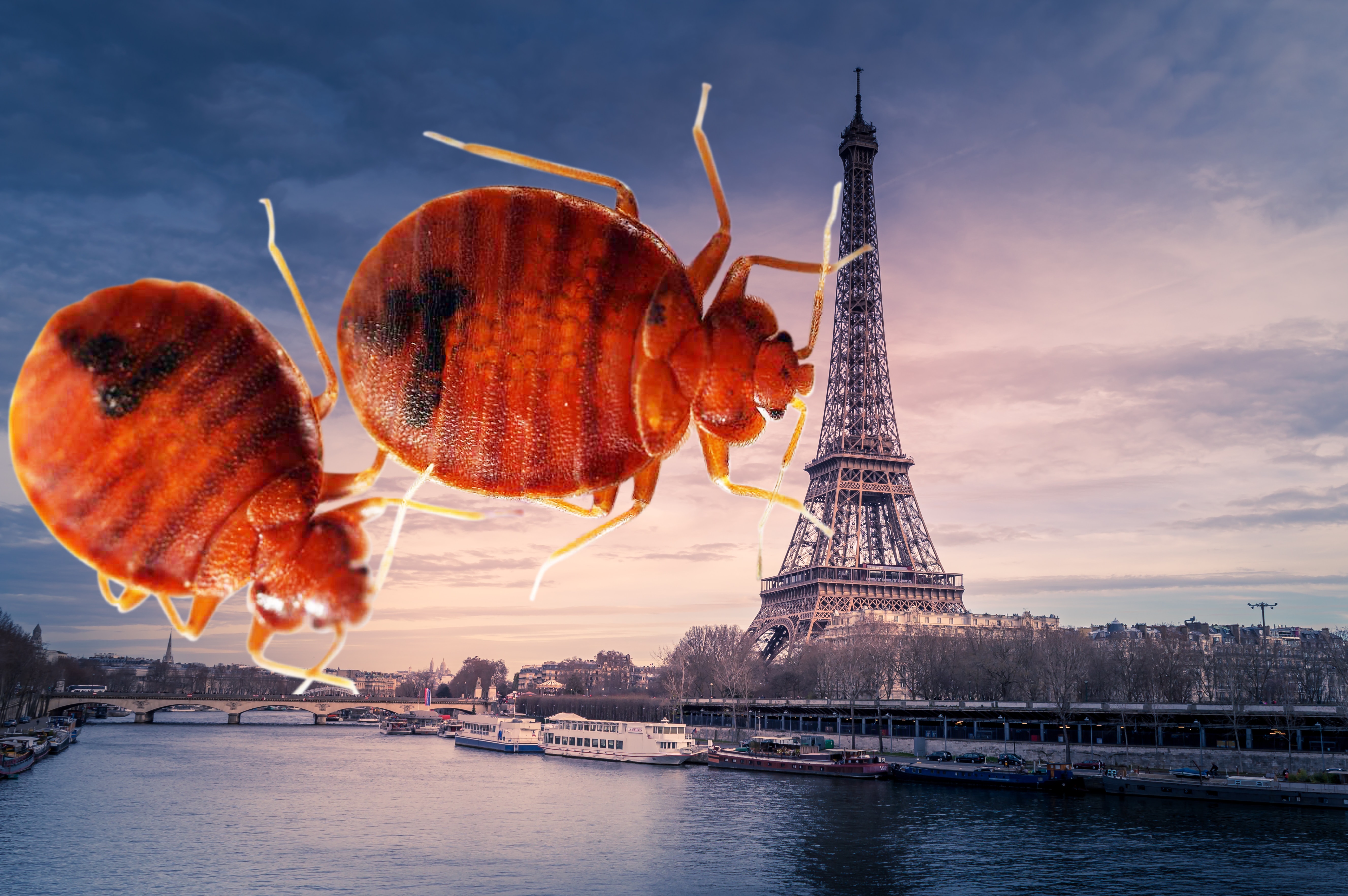 Plaga de chinches invaden París; nadie está a salvo y ya se convirtió en una epidemia incontrolable